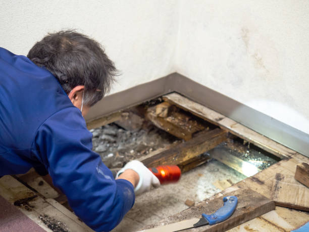 Best Office Mold Removal Services  in Saugatuck, CT