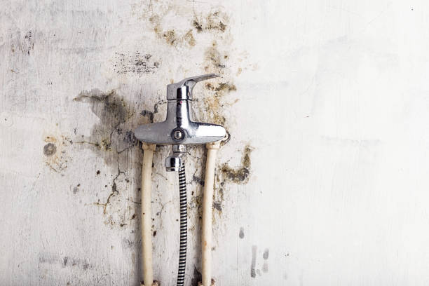 Best Mold Removal Process  in Saugatuck, CT