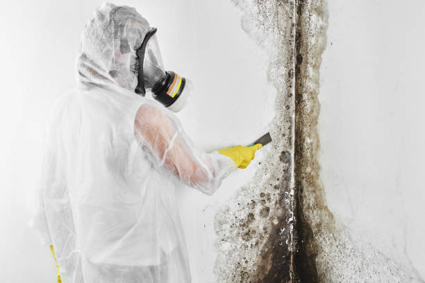 Best Water Damage Restoration  in Saugatuck, CT