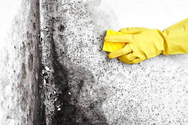 Best Professional Mold Removal  in Saugatuck, CT