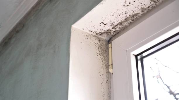 Best Mold Removal Near Me  in Saugatuck, CT