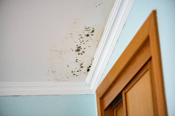 Home Mold Removal in Saugatuck, CT