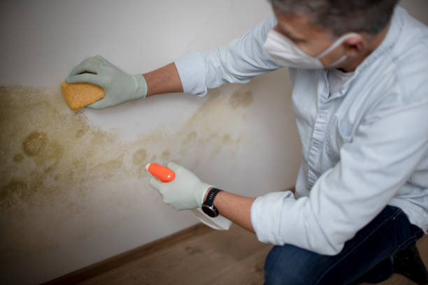 Best Residential Mold Removal  in Saugatuck, CT