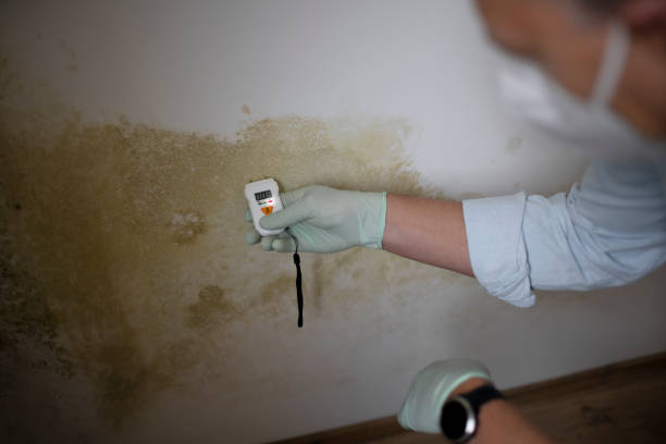 Best Certified Mold Removal  in Saugatuck, CT