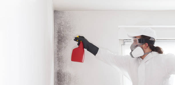 Best Local Mold Removal Service  in Saugatuck, CT