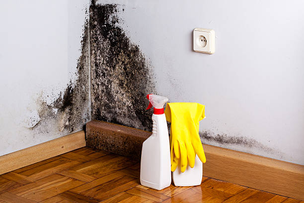 Best Local Mold Removal Service  in Saugatuck, CT