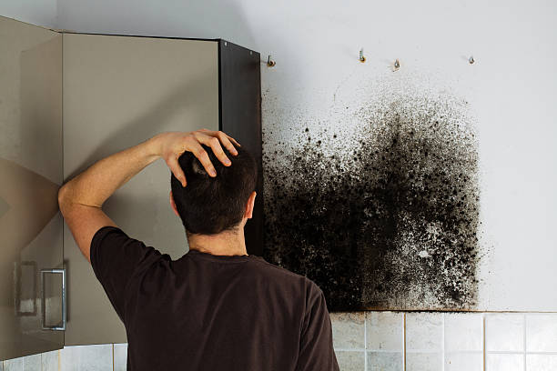 Professional Mold Removal in Saugatuck, CT