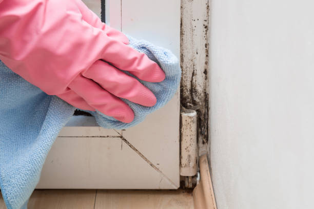 Best Crawl Space Mold Removal  in Saugatuck, CT