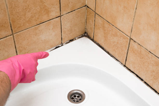 Mold Removal Process in Saugatuck, CT